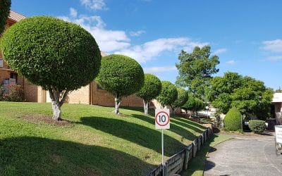 Beautiful Landscaping for Your Brisbane Property